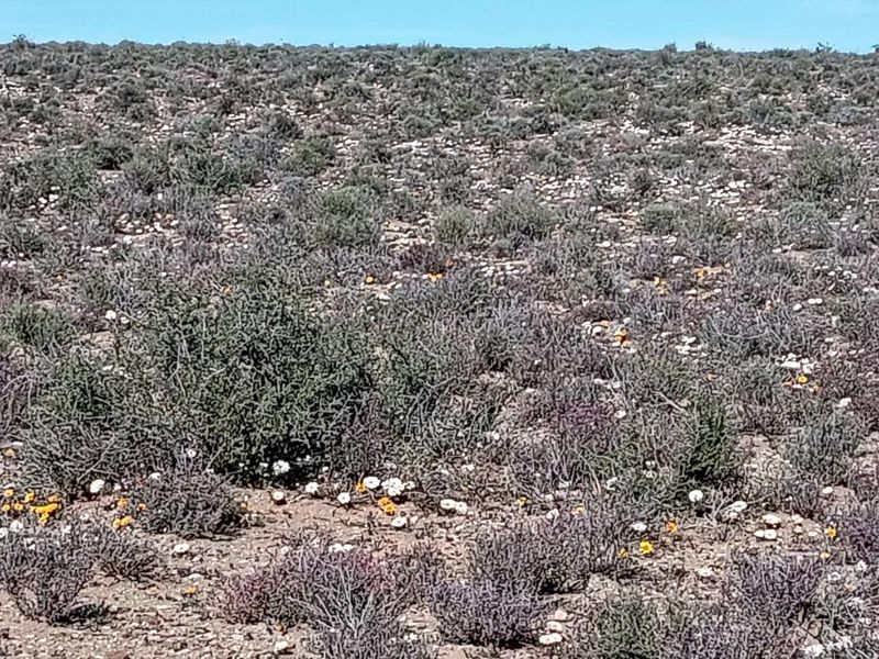 Farm for Sale – Hantam Karoo (Boesmanland), 70 km from Calvinia - Photo 8
