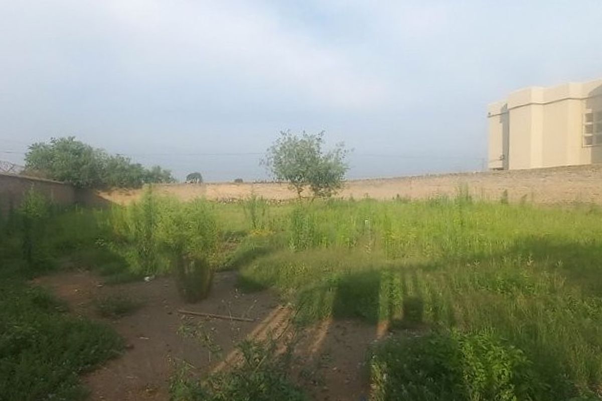 A vacant residential plot featuring a perimeter brick wall with razor wire fencing and overgrown vegetation.