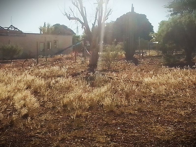 A view of a vacant residential plot featuring overgrown vegetation, mature trees, and a dilapidated structure in the background.