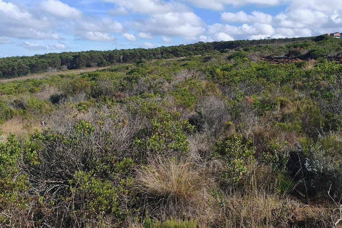 A wide-angle view of natural landscape and indigenous vegetation, showcasing the surrounding terrain and open space.