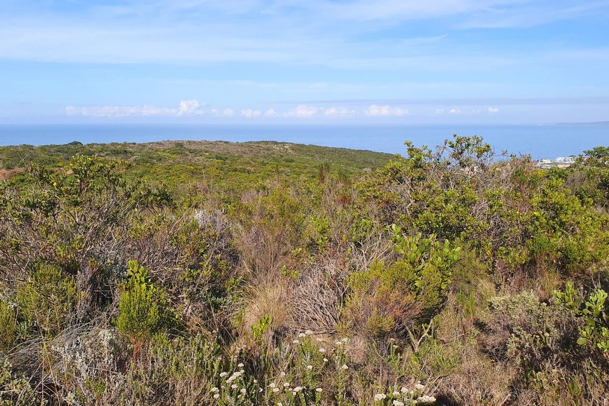 A scenic elevated view overlooking natural coastal vegetation with a clear horizon line over the ocean.