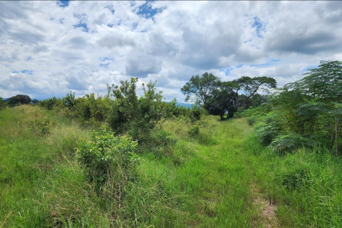 A view of the vacant residential land featuring natural vegetation, tall grasses, and mature trees under a cloudy sky.