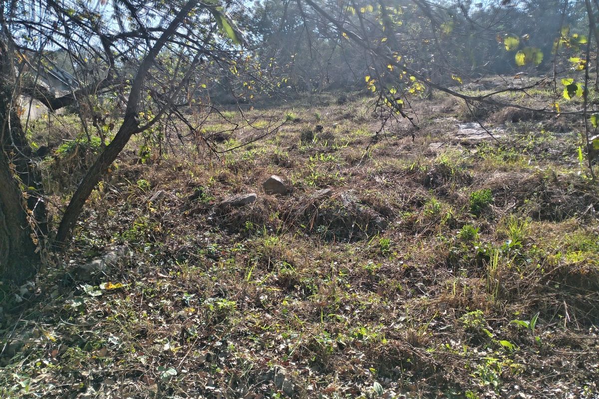 A view of the natural, undeveloped residential land featuring mature trees and native ground cover.
