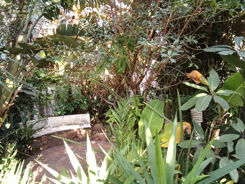 A lush, established garden area featuring a stone-paved pathway and a built-in stone bench nestled among mature trees and tropical foliage.
