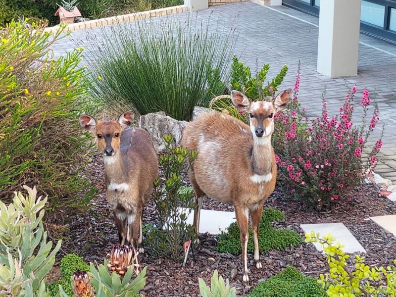 Beautiful Home in Blue Ridge Eco Estate, Mossel Bay - Photo 5