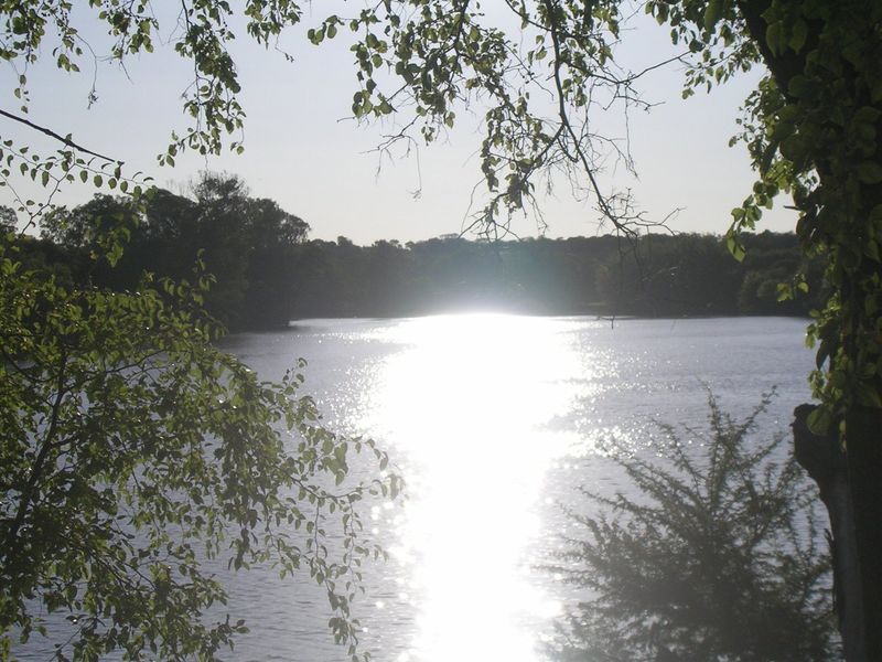 A scenic view of a tranquil lake framed by mature trees, showcasing the natural beauty of the property surroundings.