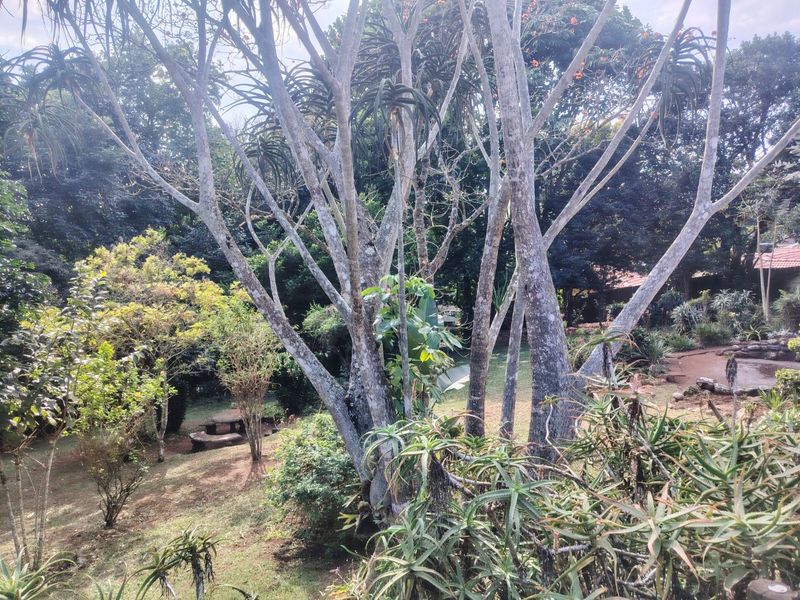 A lush, established garden featuring mature trees and natural landscaping, providing a serene and private outdoor setting.