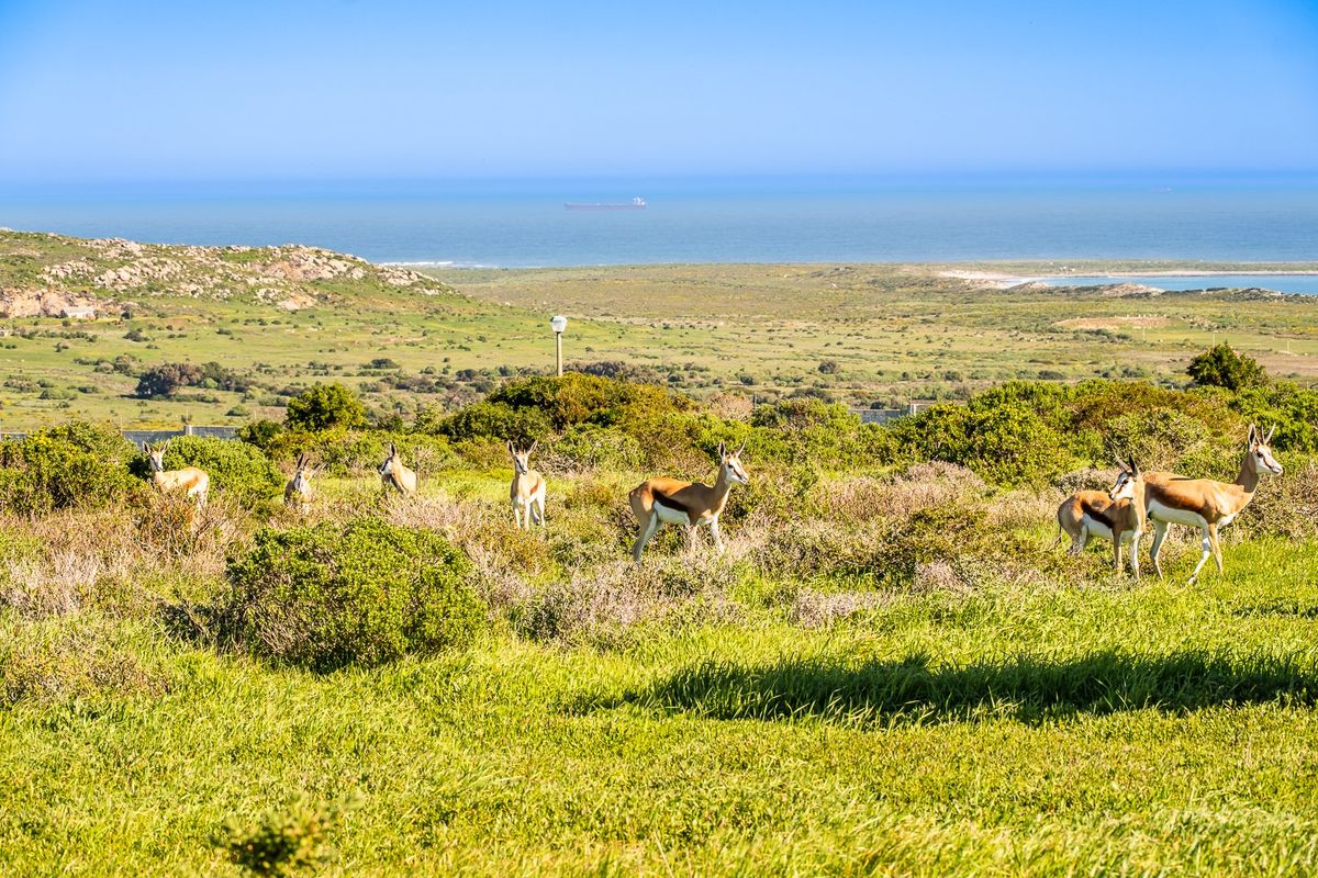 A scenic view of the coastal landscape featuring natural vegetation and wildlife, showcasing the expansive outdoor environment of the vacant land.