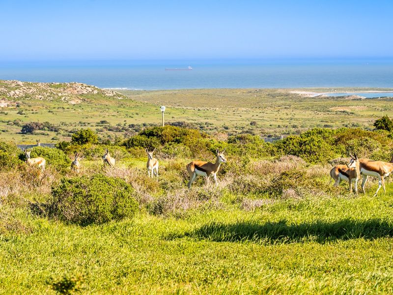 A scenic view of the coastal landscape featuring natural vegetation and wildlife, showcasing the expansive outdoor environment of the vacant land.