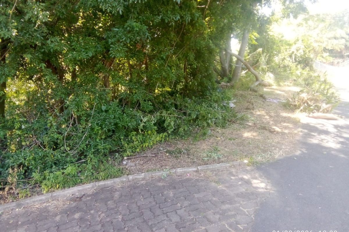 A view of the property verge featuring mature trees and overgrown vegetation along the paved street edge.