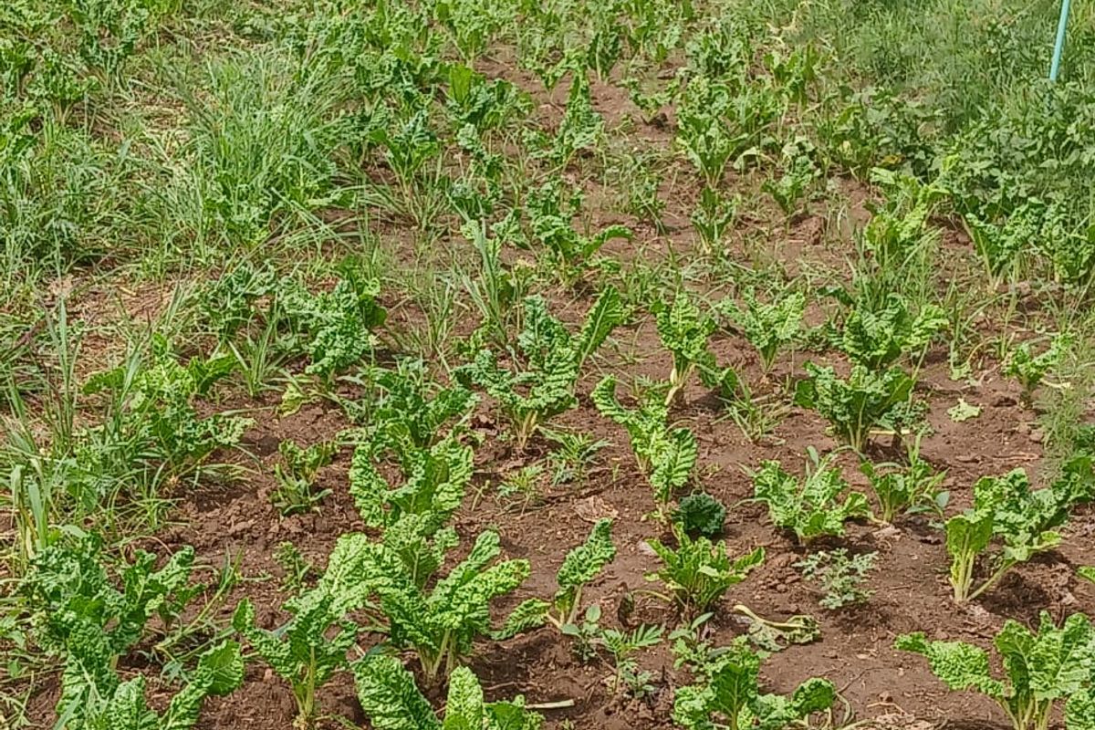 An outdoor agricultural plot featuring rows of leafy green vegetable crops planted in cultivated soil on the farm property.