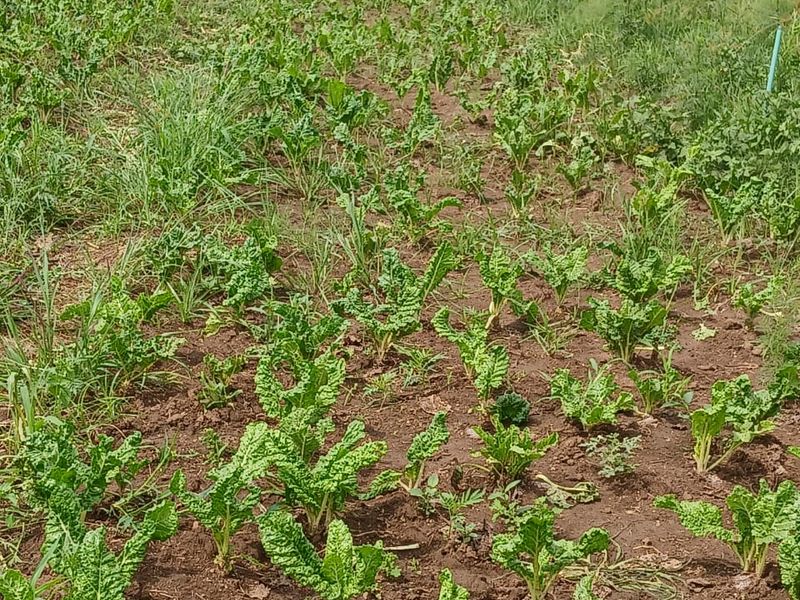 An outdoor agricultural plot featuring rows of leafy green vegetable crops planted in cultivated soil on the farm property.