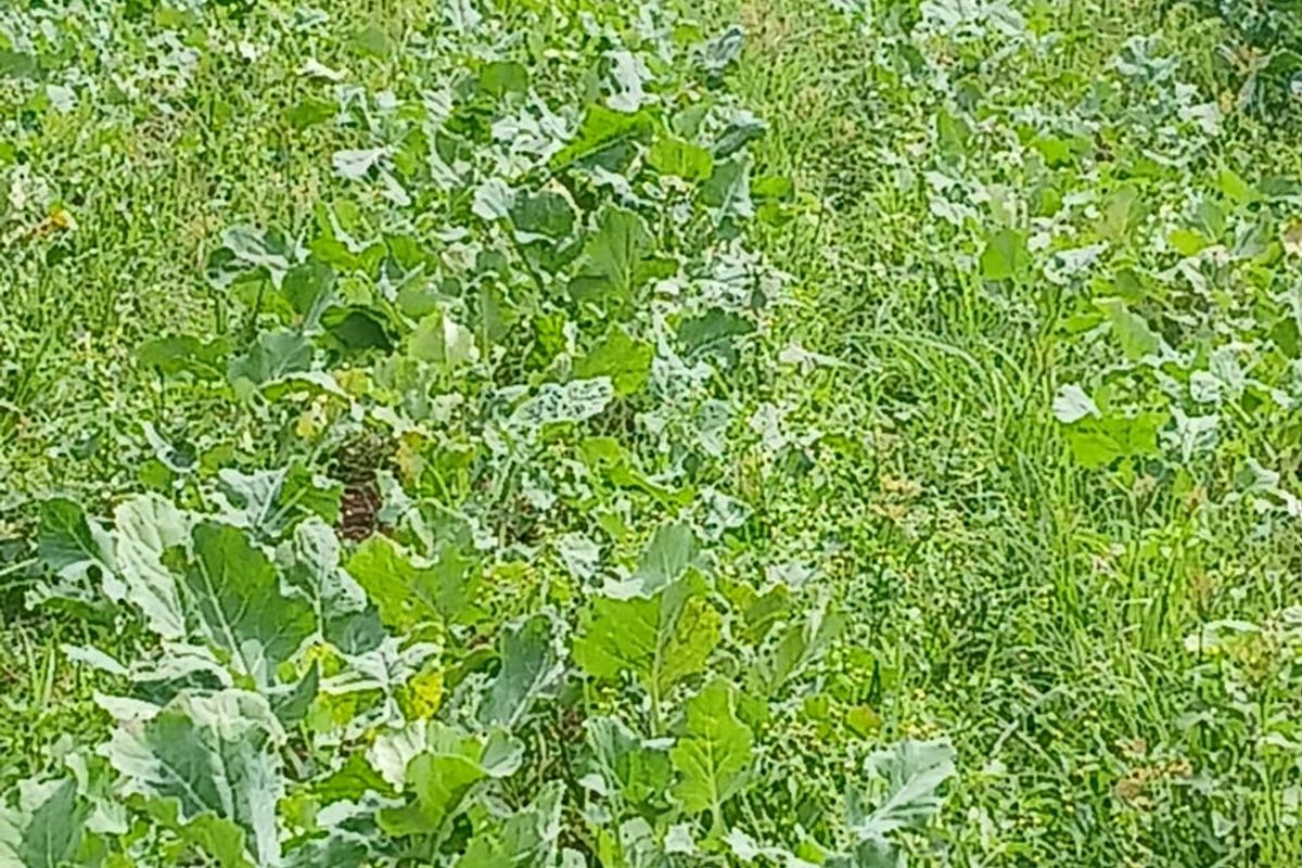 A view of a cultivated vegetable field on the farm, showing rows of crops planted in the soil.