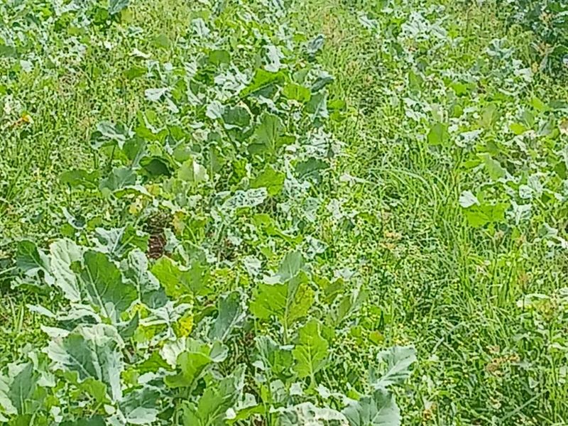 A view of a cultivated vegetable field on the farm, showing rows of crops planted in the soil.