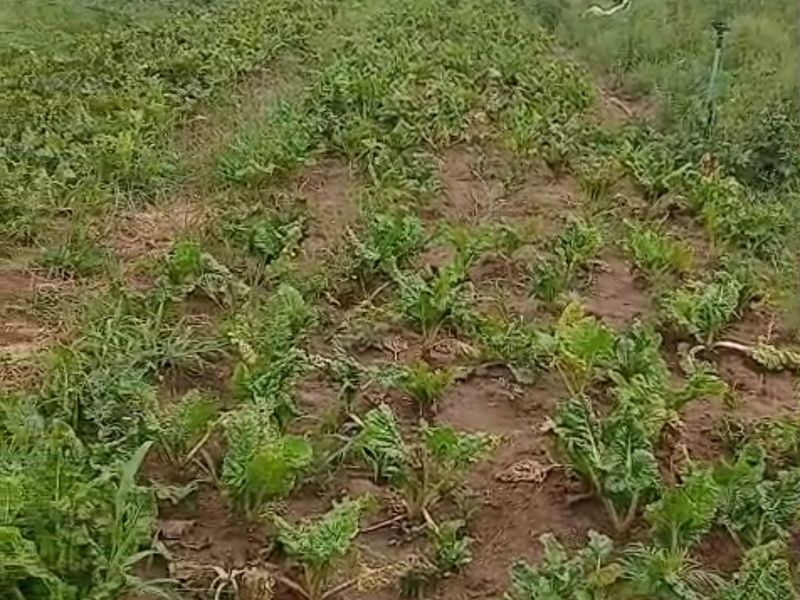 An expansive agricultural plot or garden area featuring rows of crops and an installed irrigation system on the farm property.