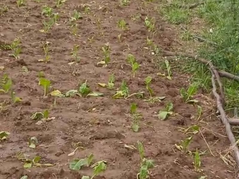 A view of a cultivated vegetable garden plot with rows of young crops planted in the soil.