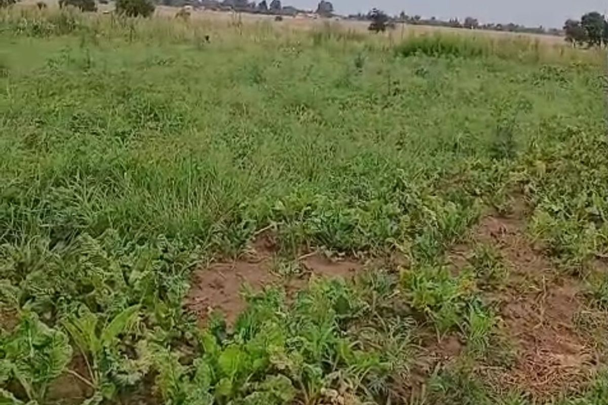 An expansive view of open farm land with natural vegetation and perimeter fencing, suitable for agricultural use or development.