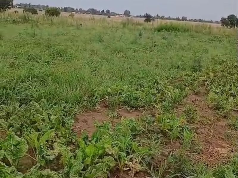 An expansive view of open farm land with natural vegetation and perimeter fencing, suitable for agricultural use or development.