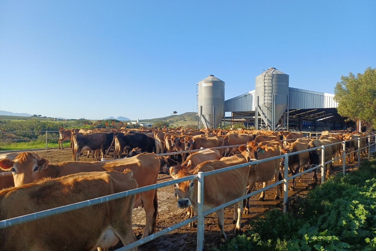Agricultural farm yard featuring metal grain silos and livestock holding pens with metal fencing.