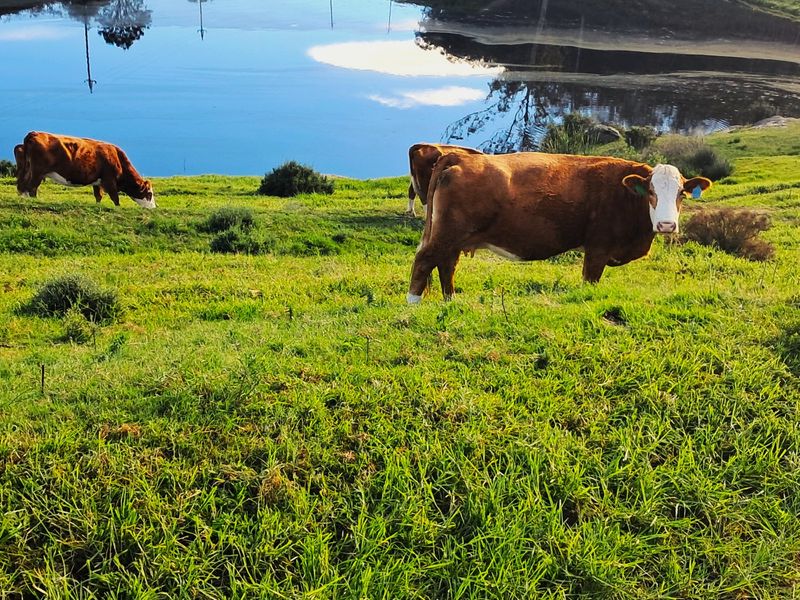 A scenic view of the farm property featuring a large dam and lush green grazing pasture.