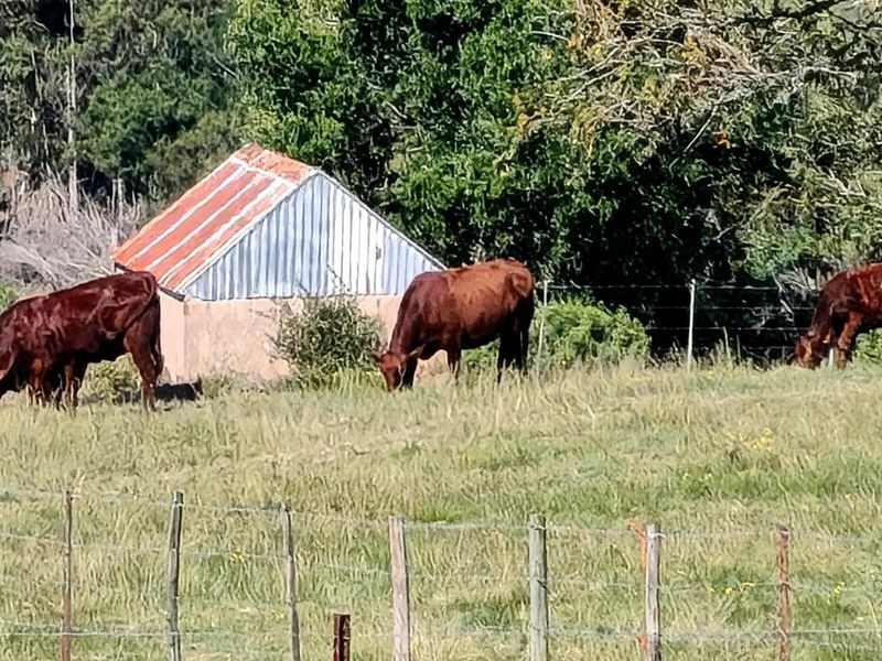 A rural farm scene featuring a small masonry outbuilding with a corrugated metal roof set within a fenced grazing pasture.