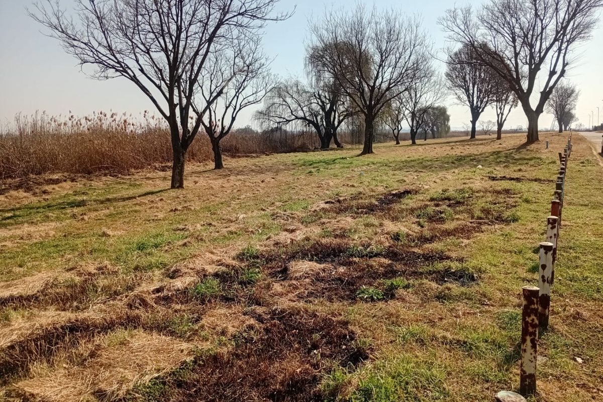 A view of a vacant residential plot featuring mature trees, dry grass, and a row of weathered metal bollards along the roadside.