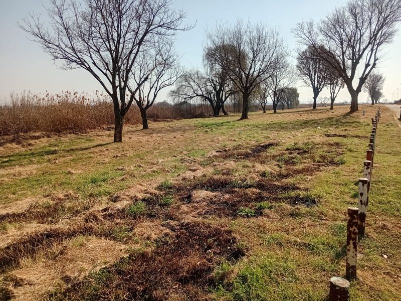 A view of a vacant residential plot featuring mature trees, dry grass, and a row of weathered metal bollards along the roadside.