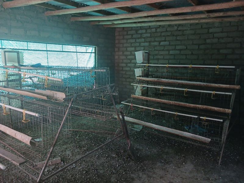A functional farm utility space featuring exposed brick walls, timber roof beams, and integrated metal battery cages for poultry farming.