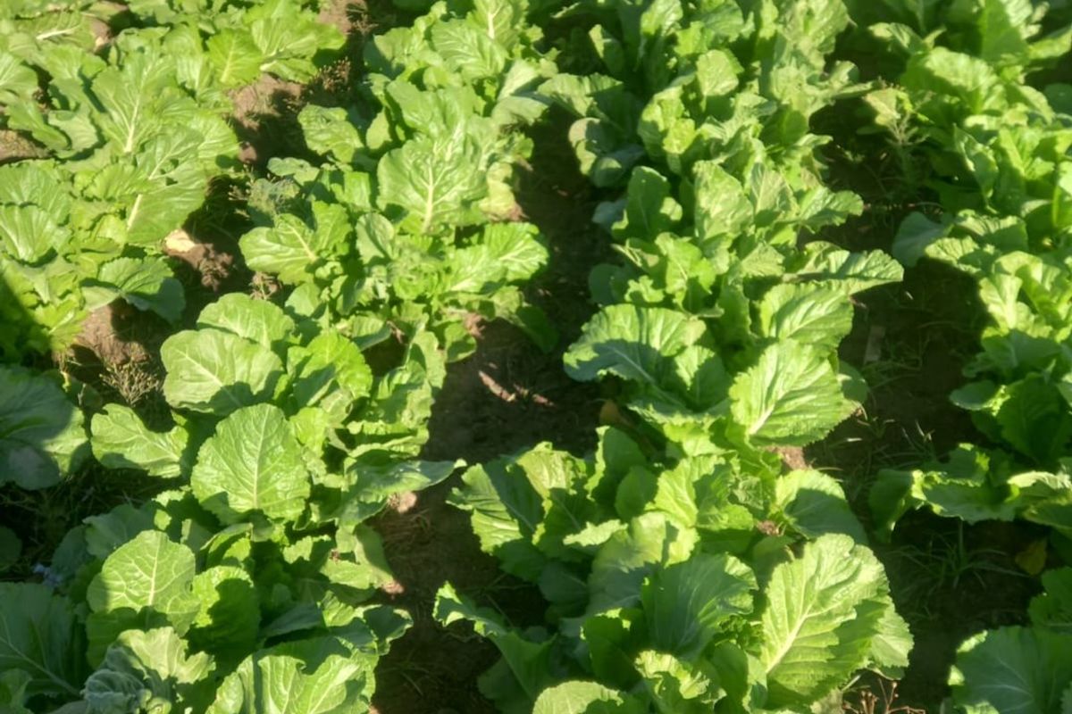 A view of a cultivated vegetable crop field on the farm, showing healthy green leafy plants arranged in neat rows.