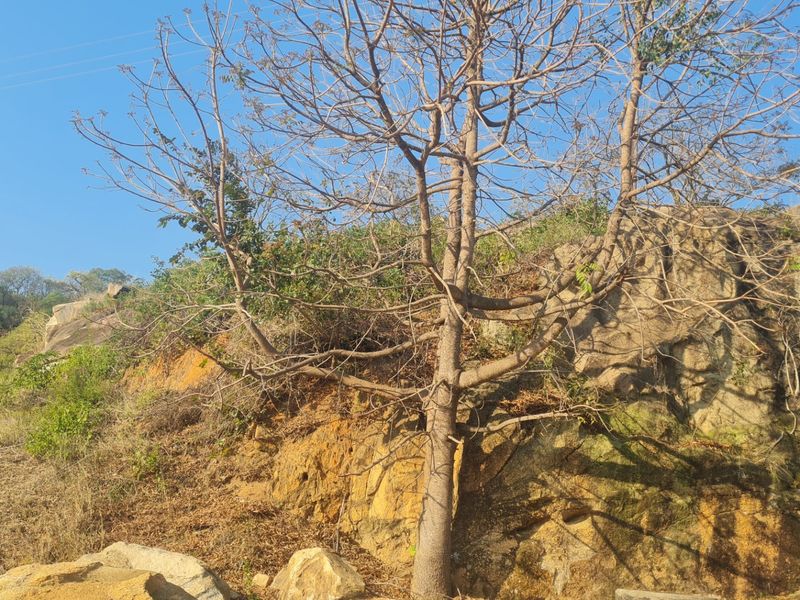 A natural outdoor setting featuring a rocky outcrop and mature tree, showcasing the property's rugged landscape and natural terrain.