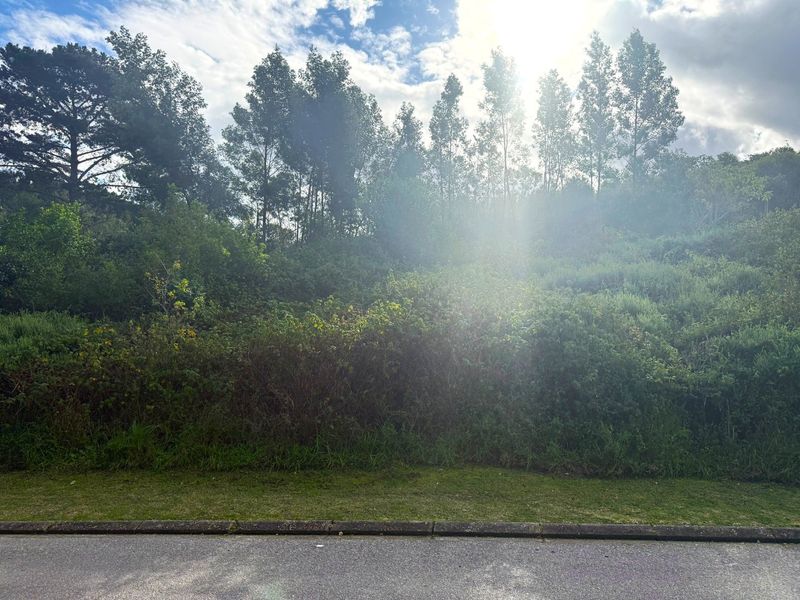 A view of a sloped, undeveloped residential plot featuring natural vegetation and trees, bordering an asphalt road with a concrete curb.