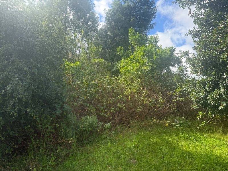 A view of a densely vegetated plot featuring mature trees and overgrown shrubbery, typical of undeveloped residential land.