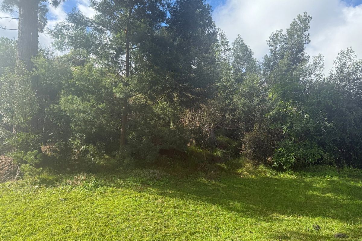 A view of a grassy area with mature trees on a vacant residential plot.