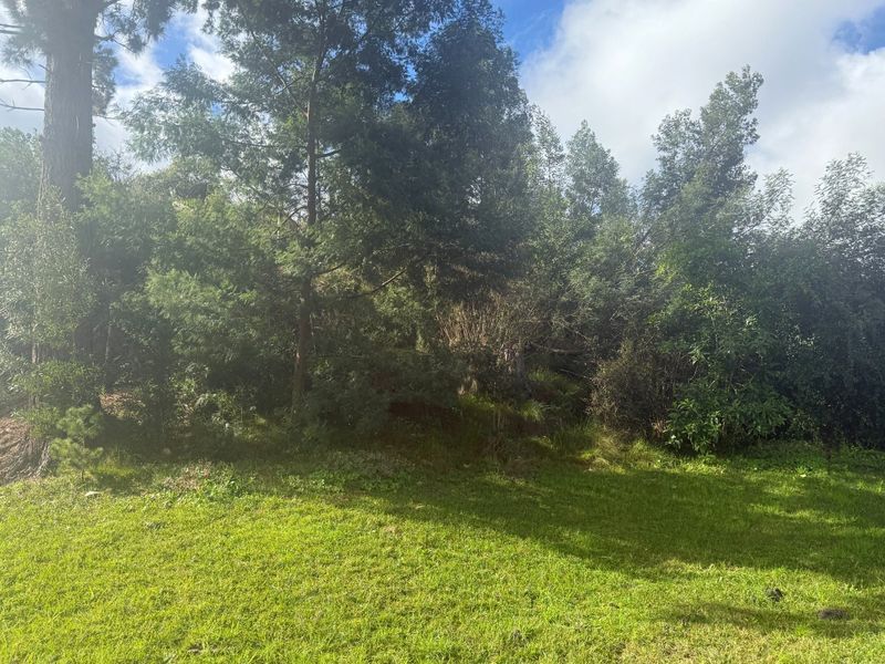 A view of a grassy area with mature trees on a vacant residential plot.
