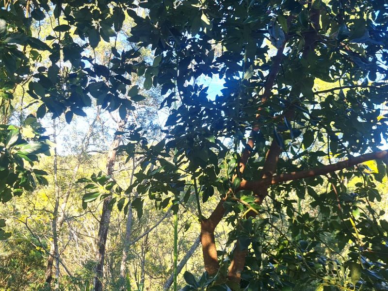 A view of the natural landscape and dense tree canopy on the farm property.