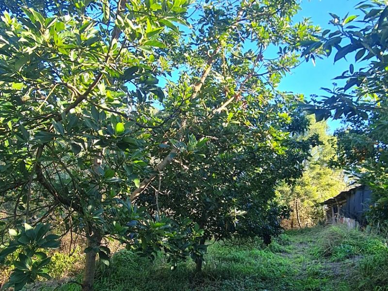 A view of a lush, green orchard area on the farm, featuring mature trees and natural ground cover under a clear blue sky.