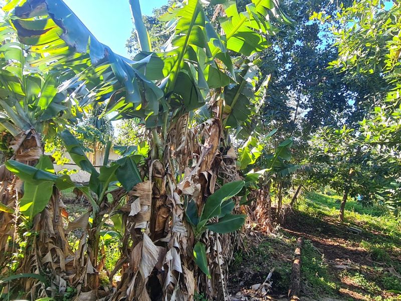 A view of the farm garden featuring established banana trees and mature foliage alongside the timber-clad exterior of the property.