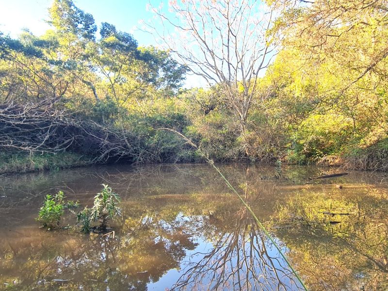 A tranquil natural pond surrounded by mature trees and lush indigenous vegetation, offering a peaceful landscape view on the farm property.