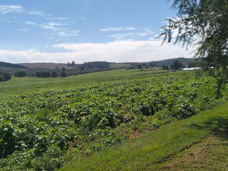 A scenic view of expansive agricultural farmland and rolling green pastures under a clear blue sky.