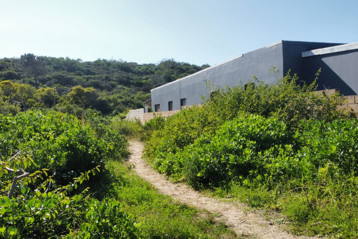 A view of the rear exterior of the property, featuring a painted facade and a boundary wall surrounded by natural vegetation.