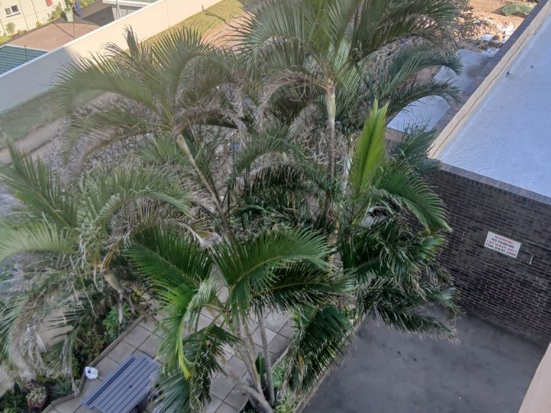 An elevated aerial view of the apartment complex grounds, featuring a paved patio area, mature palm trees, and an asphalt driveway.