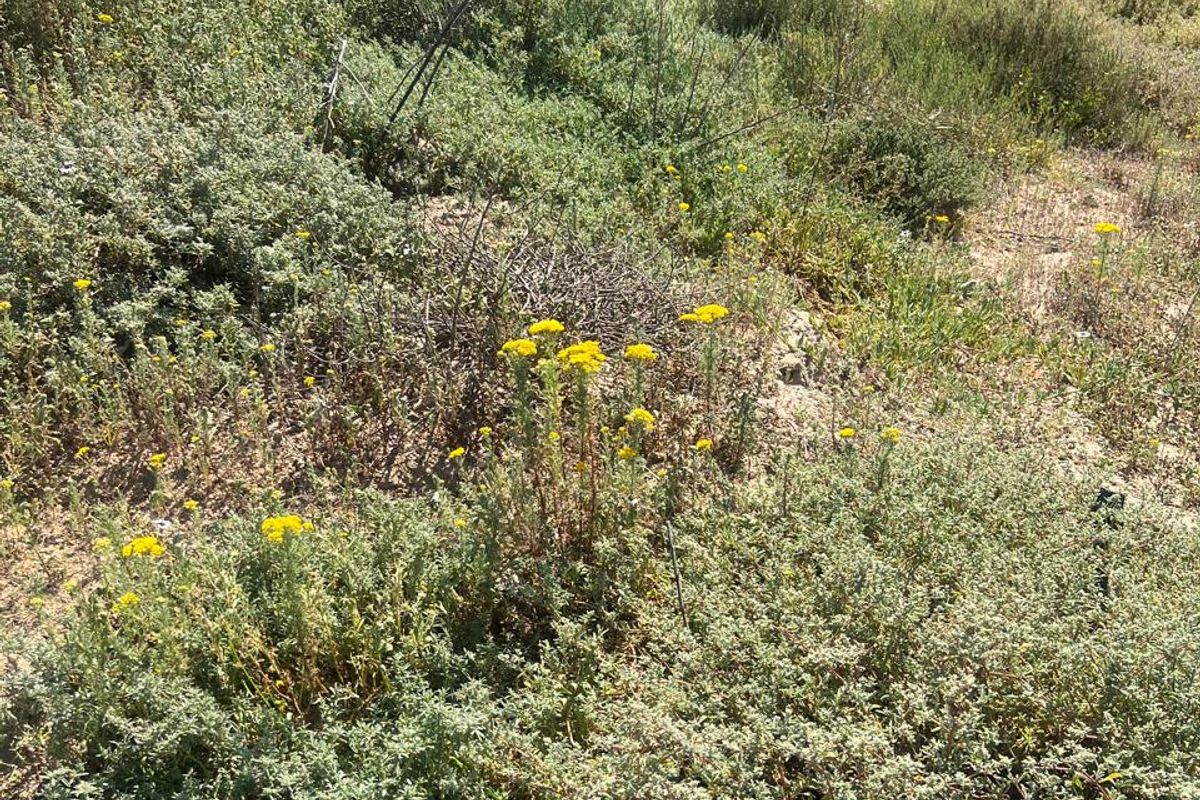 A view of the natural, undeveloped residential land featuring native shrubs and wildflowers.