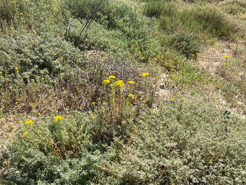 A view of the natural, undeveloped residential land featuring native shrubs and wildflowers.