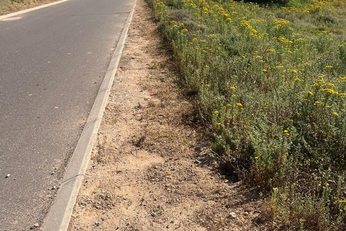A view of the paved residential street and curbing adjacent to the vacant land plot, featuring natural vegetation and a street light.