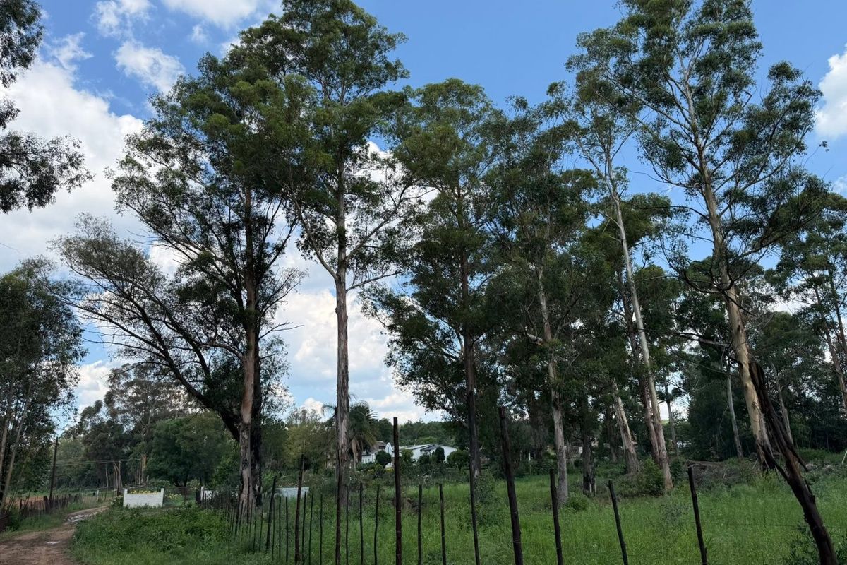 A view of a rural farm property featuring a wire fence, a dirt track, and mature eucalyptus trees under a clear blue sky.