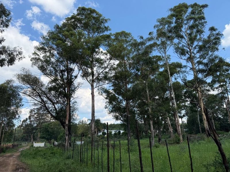 A view of a rural farm property featuring a wire fence, a dirt track, and mature eucalyptus trees under a clear blue sky.
