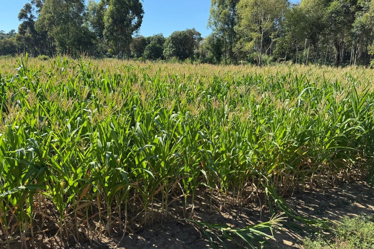 A view of a lush, green corn field on the farm, bordered by mature trees under a clear blue sky.