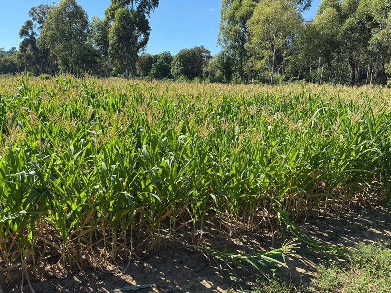 A view of a lush, green corn field on the farm, bordered by mature trees under a clear blue sky.
