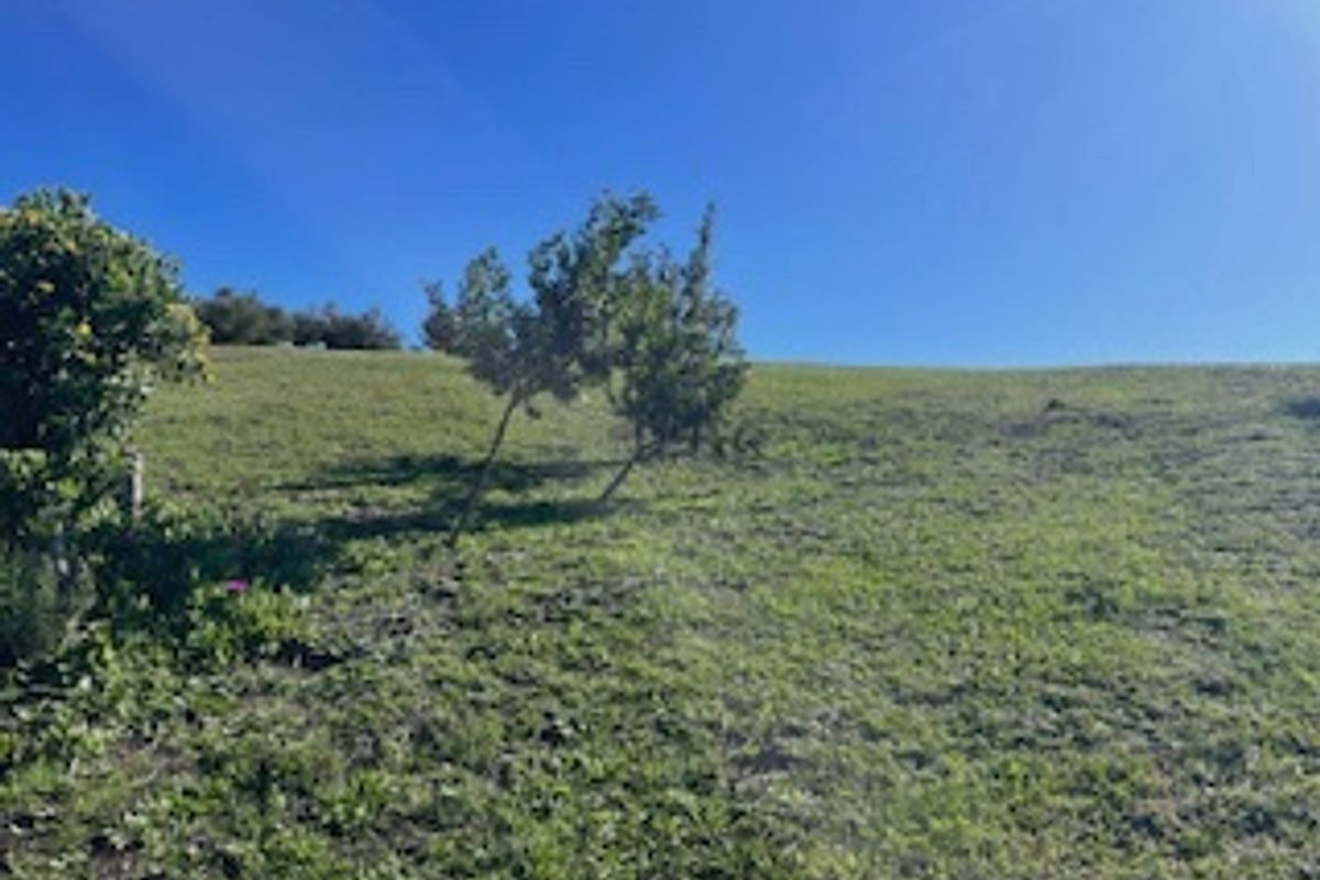 A view of the sloped, grassy residential land featuring established trees under a clear blue sky.