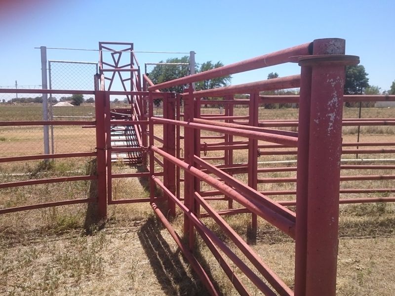 Outdoor livestock handling facility featuring a metal cattle crush and loading ramp, set within a fenced farm area.